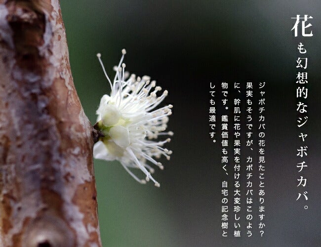 ジャボチカバ 大葉系 ジャボチカバ 苗 通販 苗木部 By 花ひろばオンライン