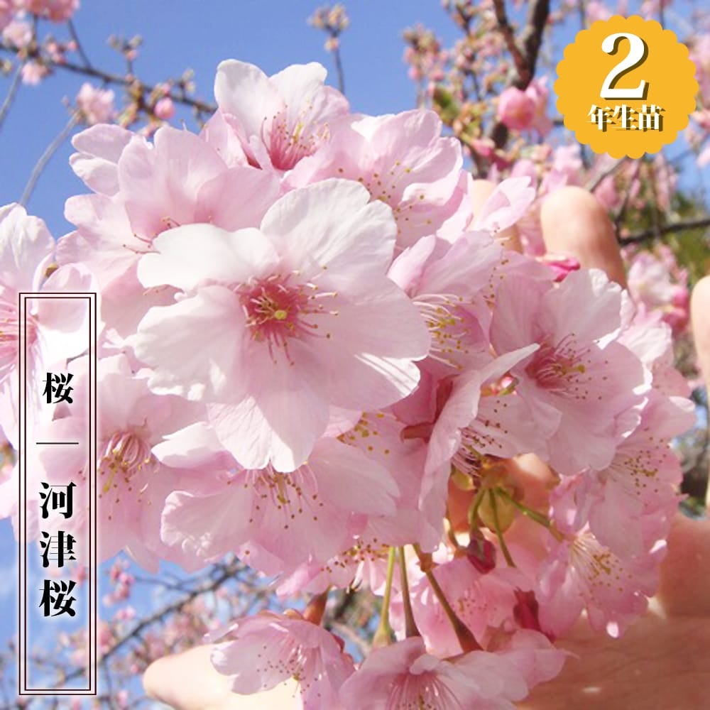 000000091979-01.jpg?size=l&w=