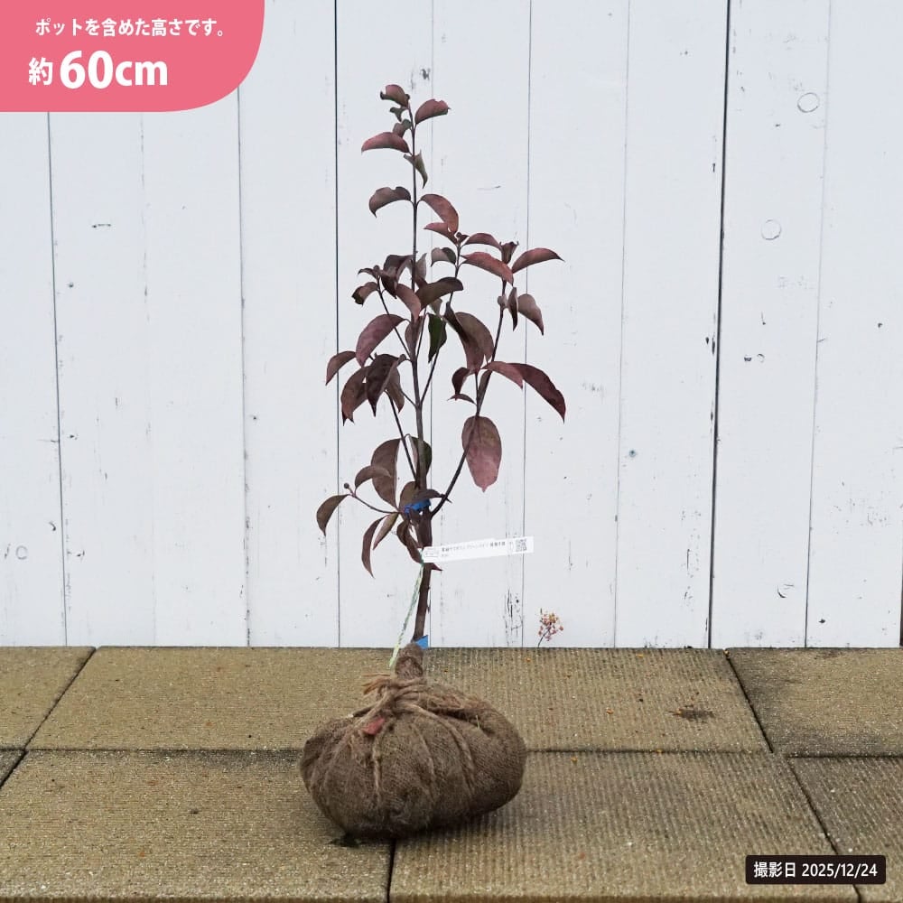 常緑ヤマボウシ グリーンペイジ 苗 販売 苗木部 By 花ひろばオンライン