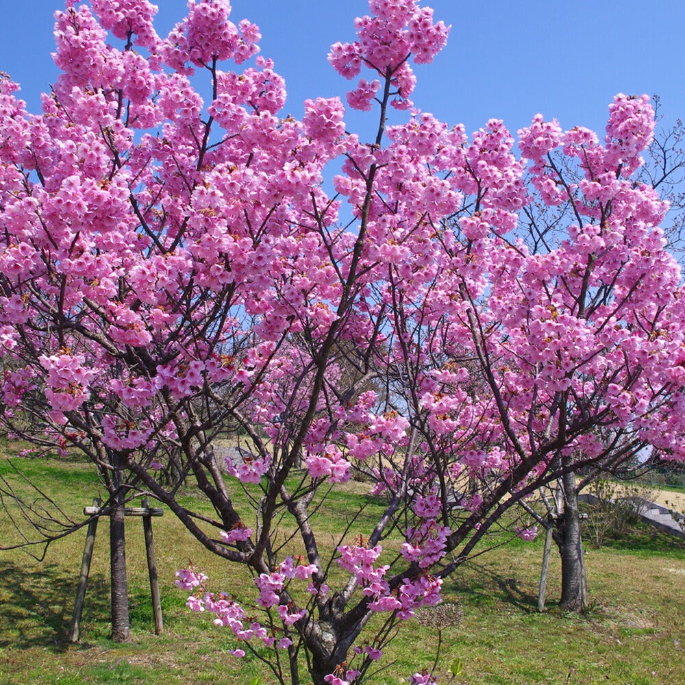 さくら 陽光 早咲き カンザクラ系 苗 販売 苗木部 By 花ひろばオンライン