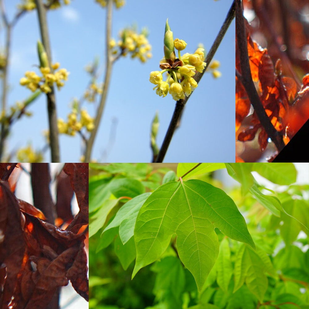 シロモジ 苗 販売 苗木部 By 花ひろばオンライン