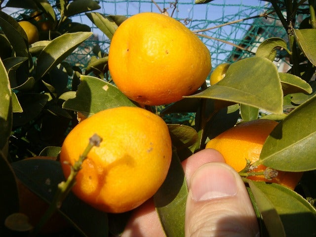 000000004459-01.jpg?size=l&w=