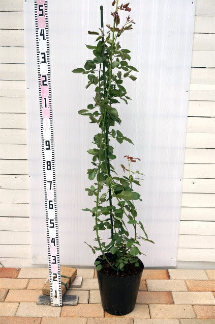 000000004678-03.jpg?size=l&w=