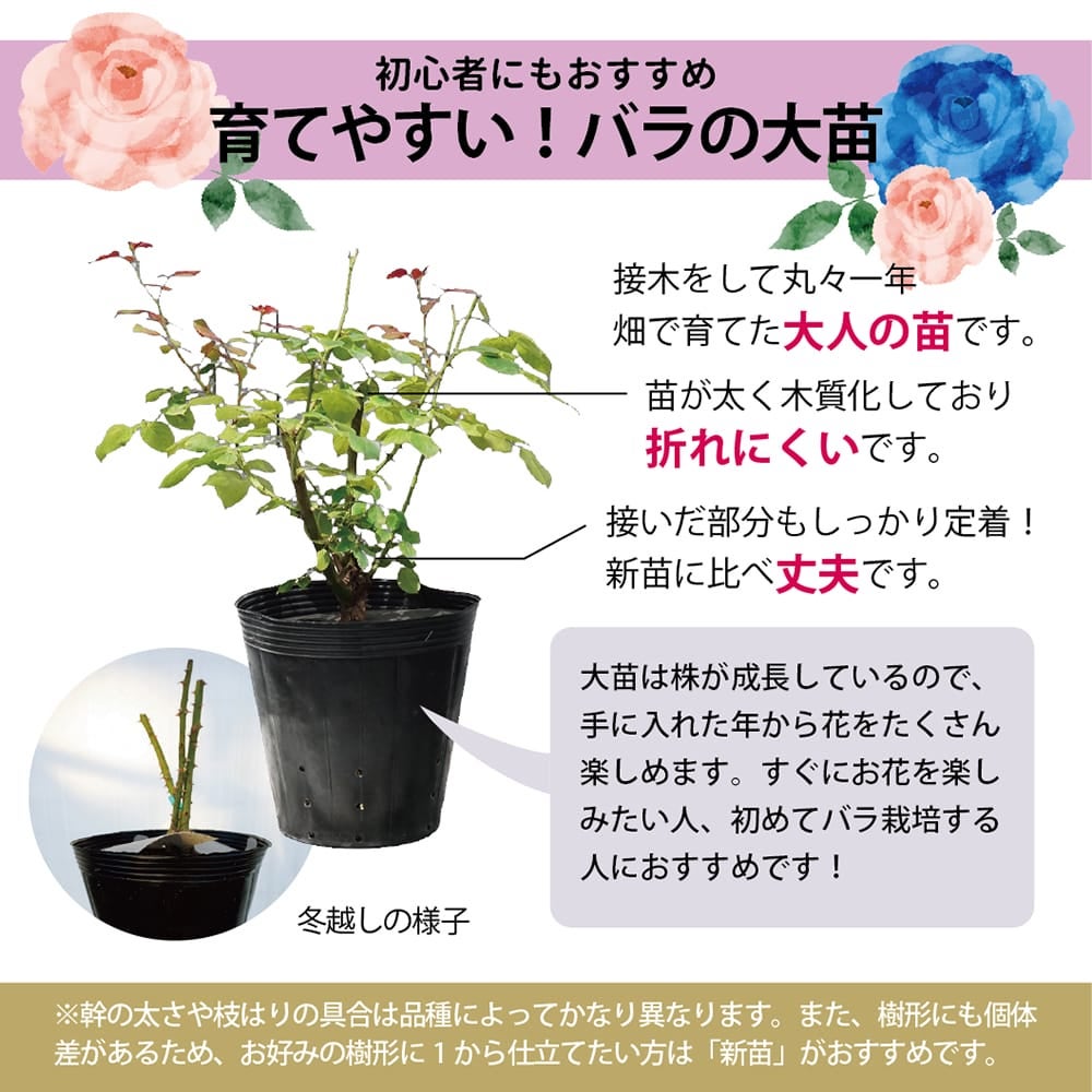 000000004709-04.jpg?size=l&w=