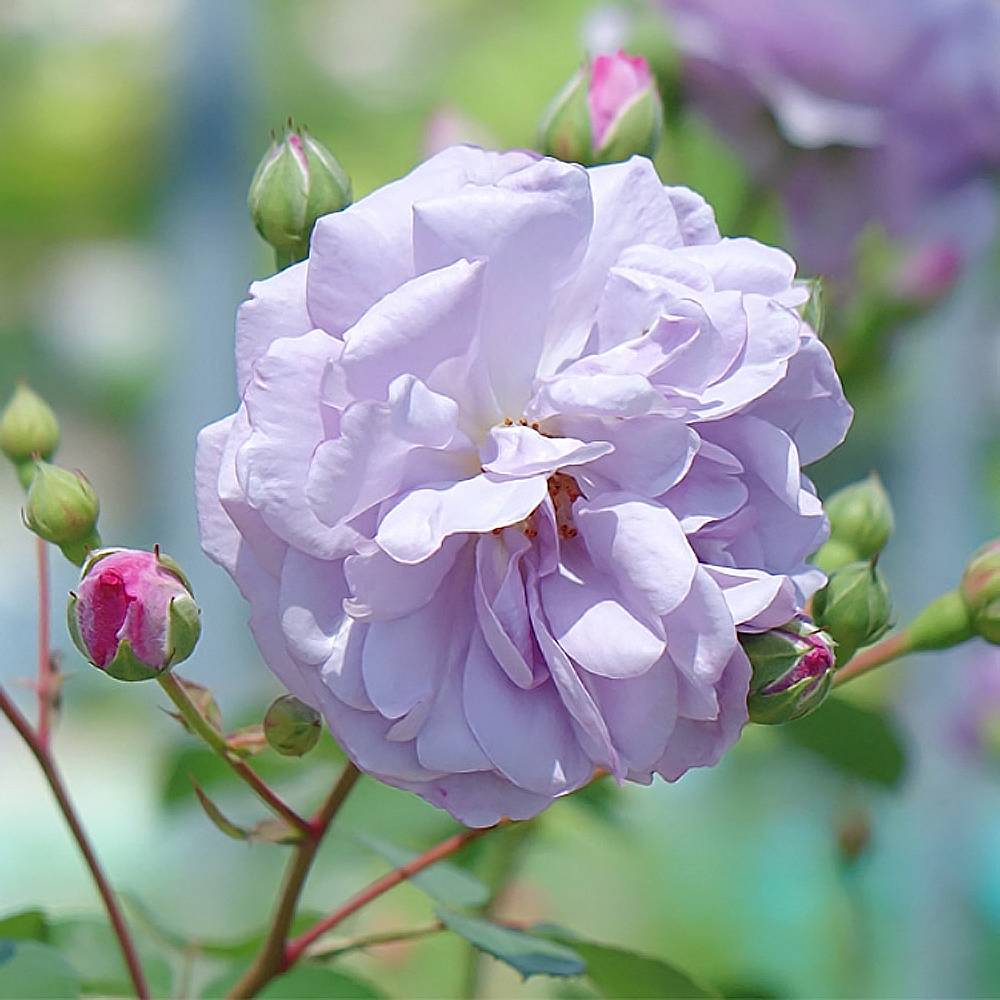 000000013879-07.jpg?size=l&w=