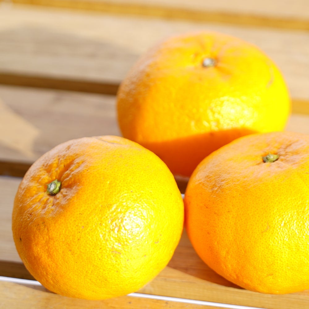 西南のひかり タンゴール 苗 通販 苗木部 By 花ひろばオンライン