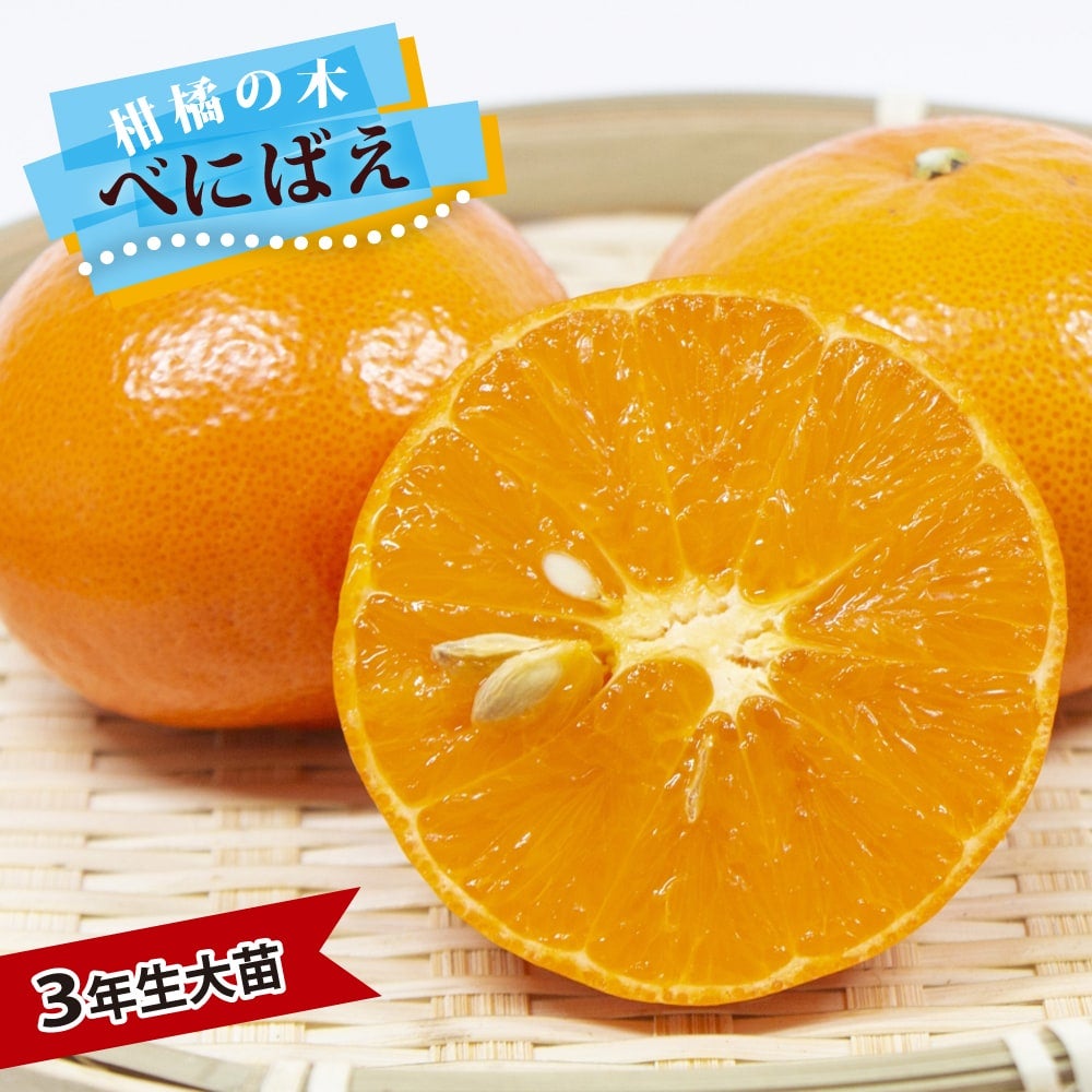 せとか タンゴール 苗 販売 苗木部 By 花ひろばオンライン