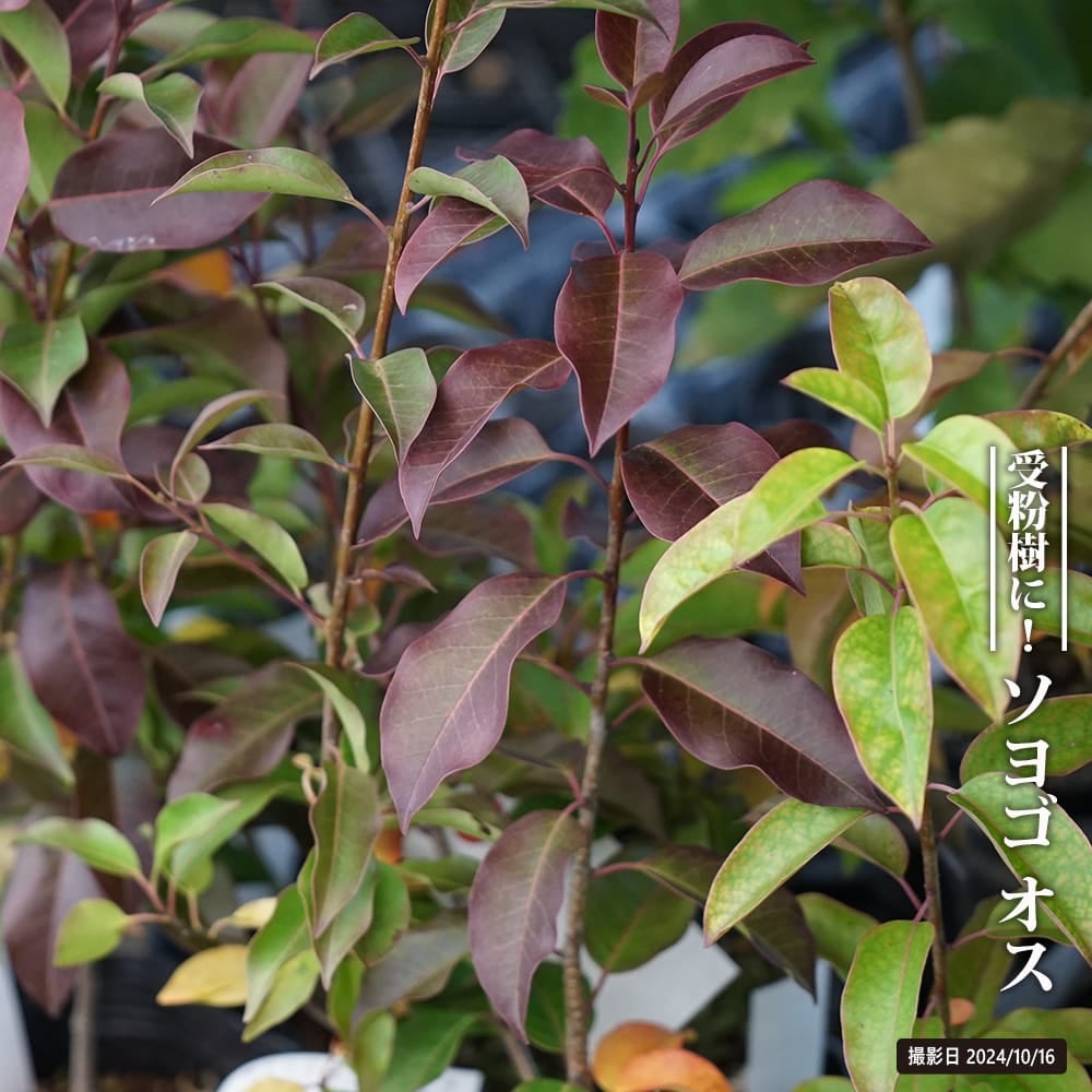 000000116203-01.jpg?size=m&w=