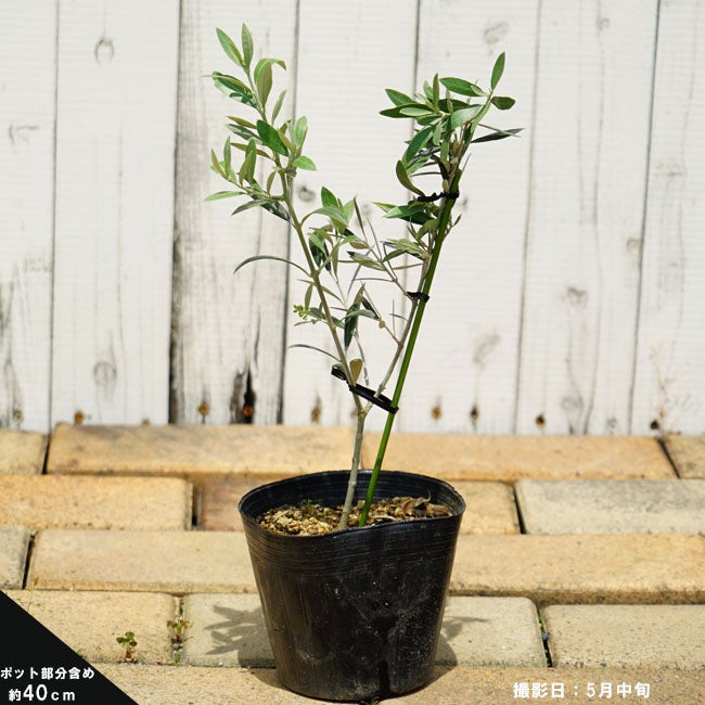 000000118373-03.jpg?size=l&w=