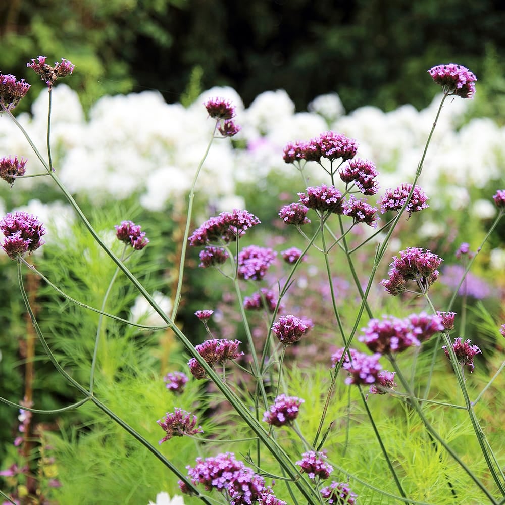 000000021440-02.jpg?size=l&w=