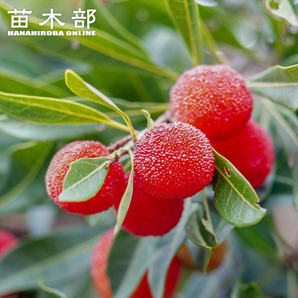 000000024927-01.jpg?size=m&w=