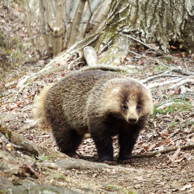ニホンアナグマ – はなもく散歩