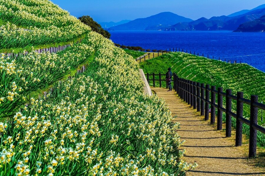 軍艦島と水仙が見渡せる絶景！野母崎総合運動公園・水仙の里 | 長崎県