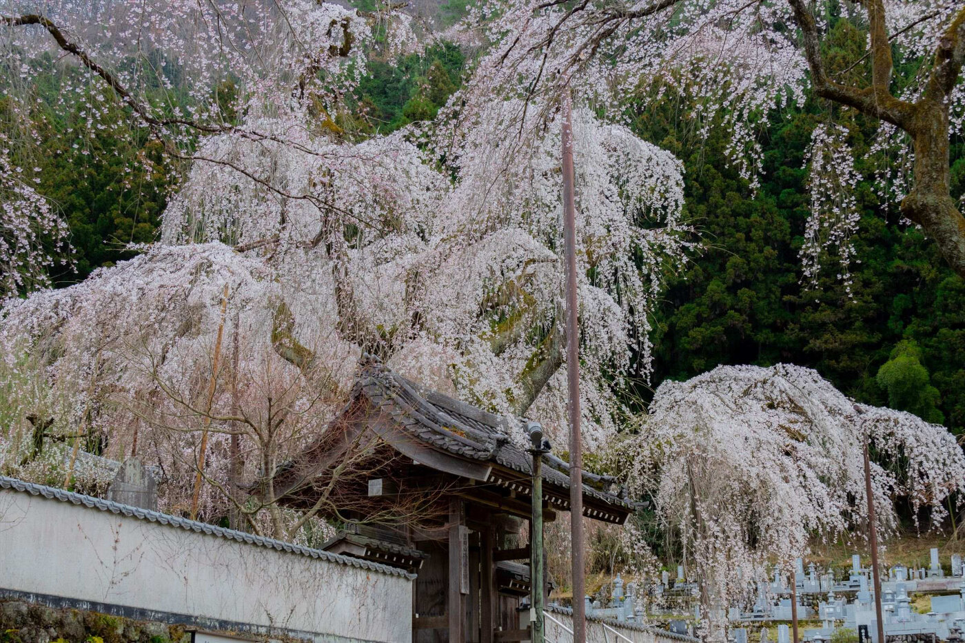 清雲寺の枝垂れ桜 | 埼玉県 | 全国の花風景 | 「日本全国の花風景検索