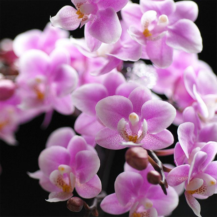 椎名洋ラン園の選べるマイクロ胡蝶蘭』 鉢植え｜横浜花まりか フラワー