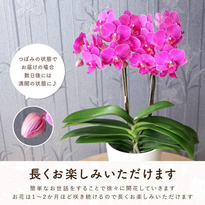 椎名洋ラン園の選べるミディ胡蝶蘭』鉢植え｜横浜花まりか フラワー