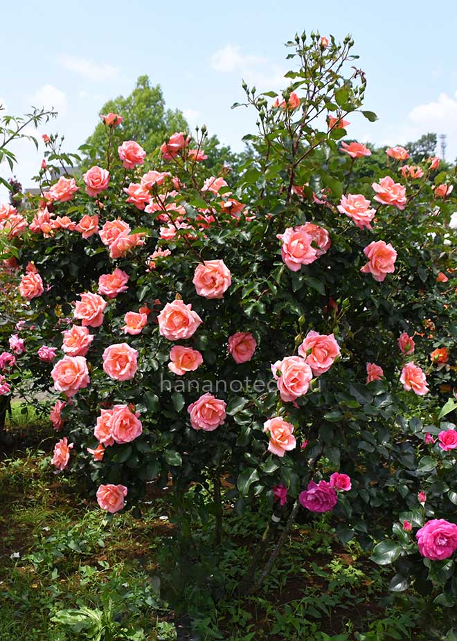 バラ ザンブラ '93｜ROSE Zambra '93｜花の手帖のwebバラ図鑑