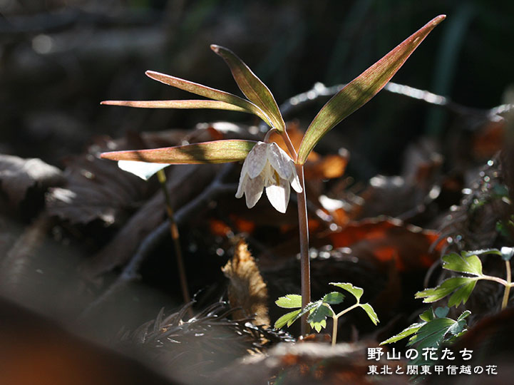 カイコバイモ - 野山の花たち 東北と関東甲信越の花