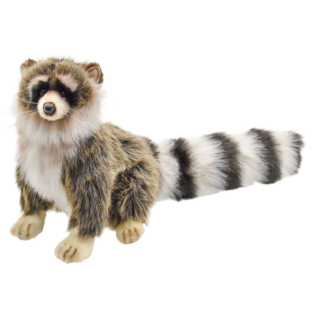 アライグマ 25 | HANSA