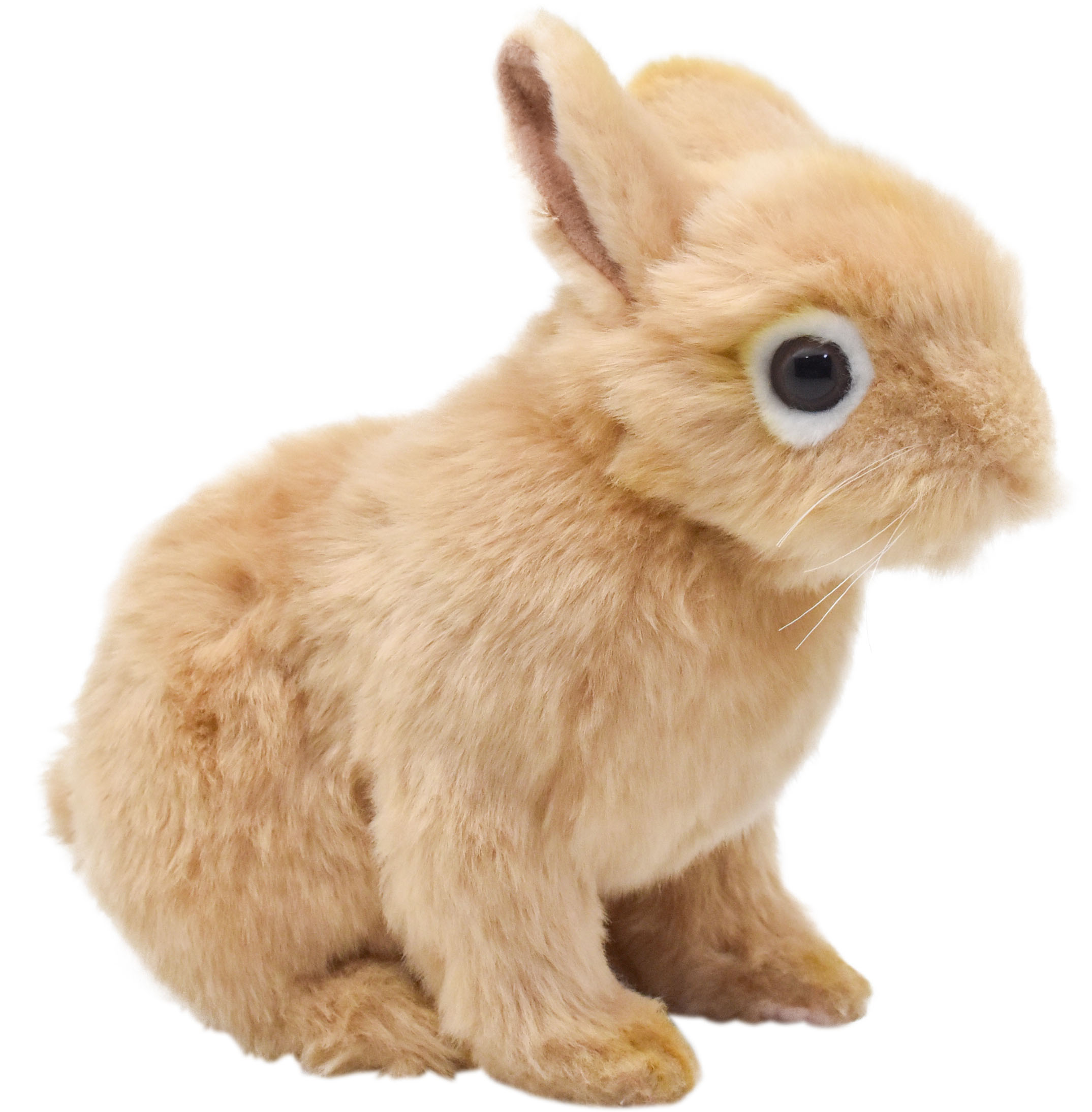 ネザーランド・ドワーフ 21 | HANSA