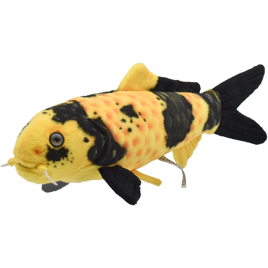 錦鯉 黄写り 35 | HANSA