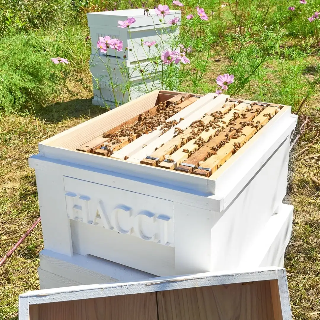 スライドBOX(ハニーコラーゲン、国産フラワーブーケ)｜HACCI公式