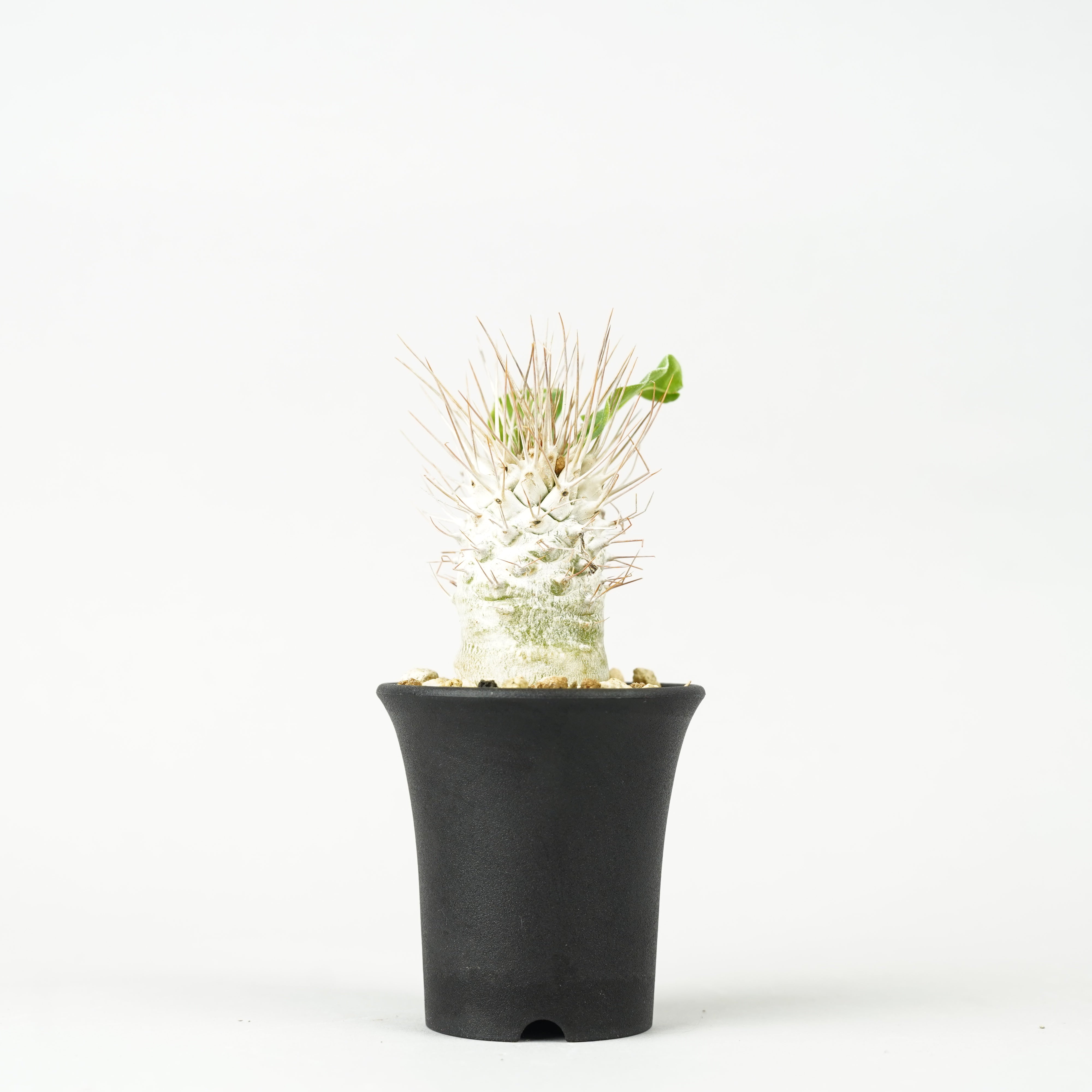 植物/パキポディウム/パキポディウム・ナマクアナム 光堂 – Hachi-8