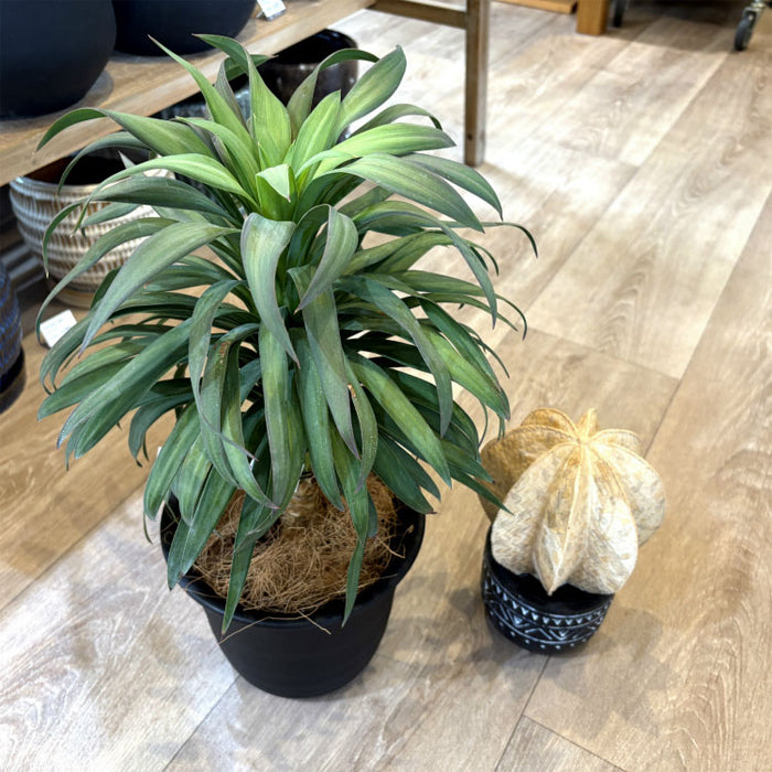 ユッカ デスメティアーナ 5号 – 鉢人