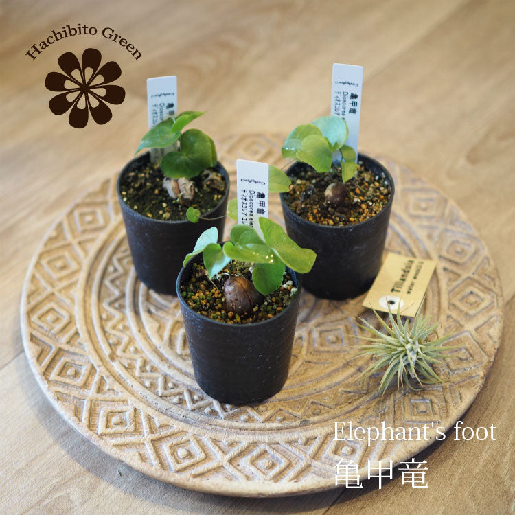 亀甲竜 ディオスコレア・エレファンティペス 2号 SSサイズ – 鉢人