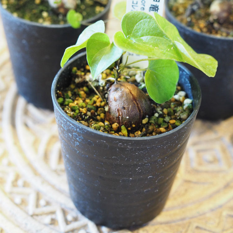 亀甲竜 ディオスコレア・エレファンティペス 2号 SSサイズ – 鉢人