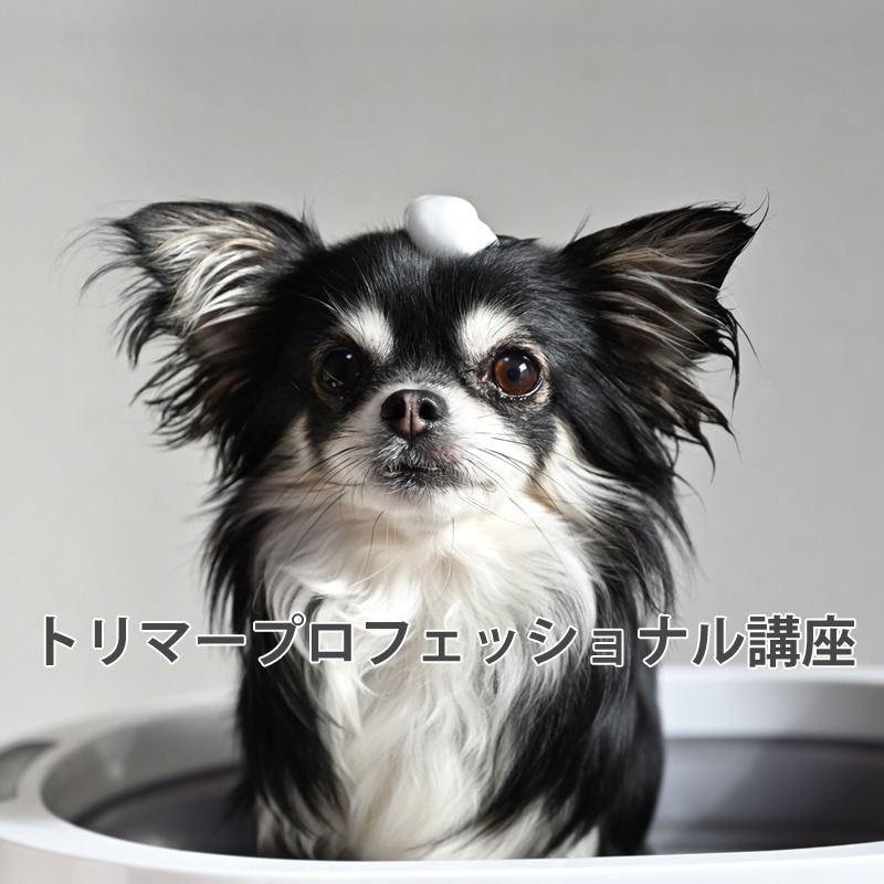 ドッグトレーナープロフェッショナル講座|通信教育講座で資格なら