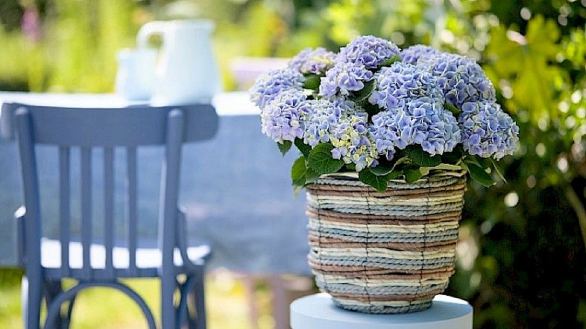 hydrangea_magical_evolution_ma