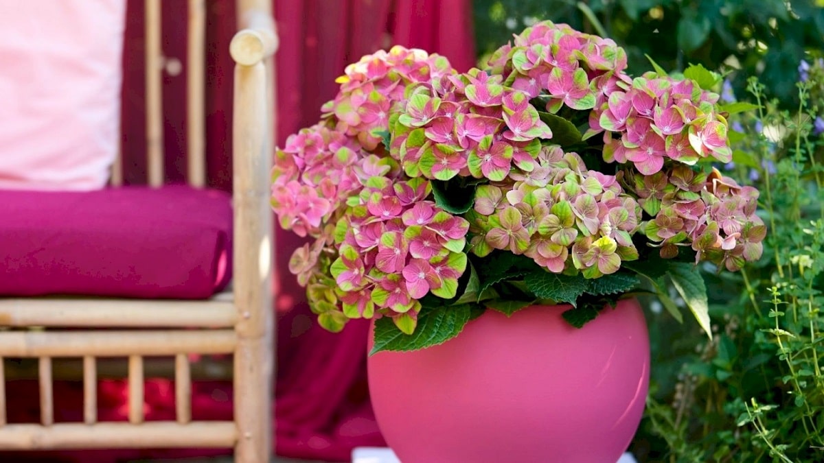 ハイドランジア マジカル グリーンファイヤー | 株式会社ハクサン｜花