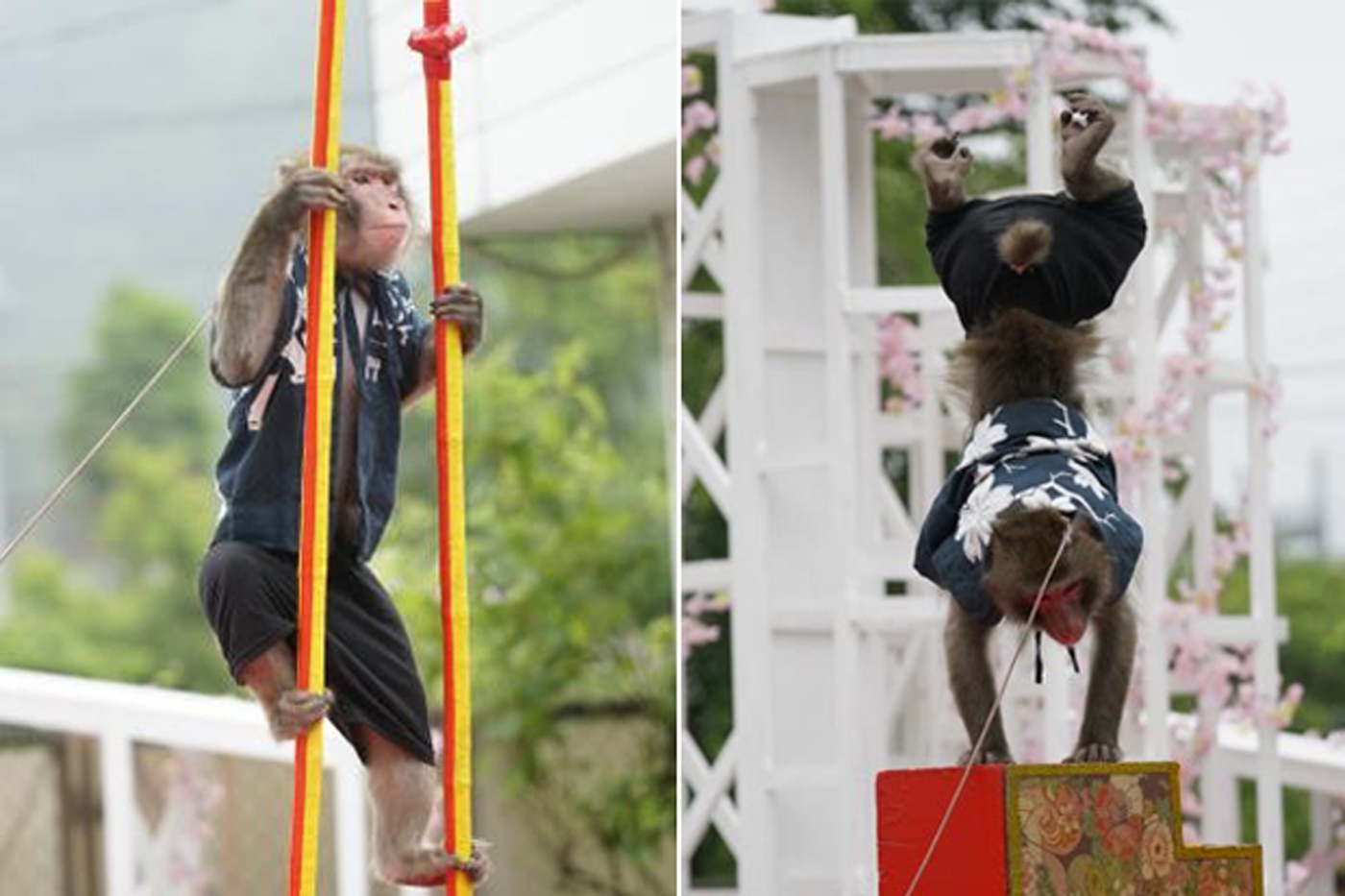 日本最古の大道芸 “伝統芸能「猿まわし」”が北海道初の特別公演
