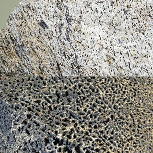 大珍品〉証明書付き トリケラトプス 角の化石＜天然石 化石 送料無料