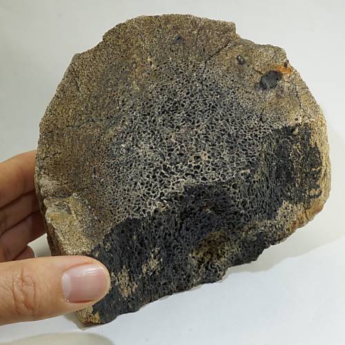 大珍品〉証明書付き トリケラトプス 角の化石＜天然石 化石 送料無料