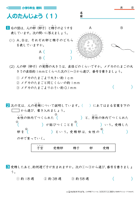 小学5年生理科 【人のたんじょう】 問題プリント｜ちびむすドリル