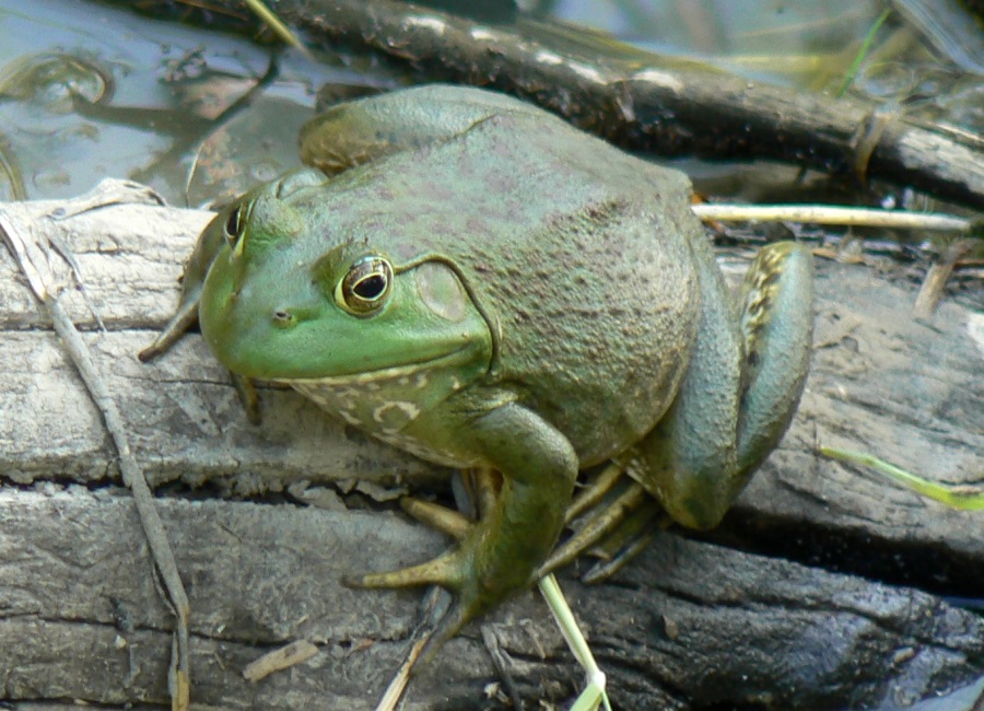 ウシガエル|爬虫類図鑑