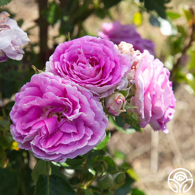 Arctic Blue™ | Purple Floribunda Rose Bush – Heirloom Roses