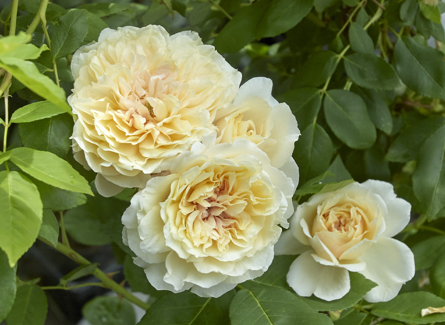 セリーヌ フォレスティエ – Céline Forestier | 姫野ばら園八ヶ岳農場