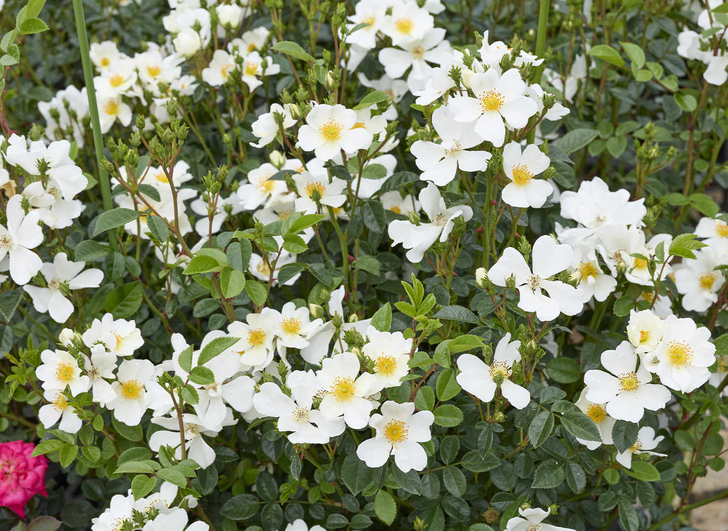 カカヤン – Kakayan | 姫野ばら園八ヶ岳農場