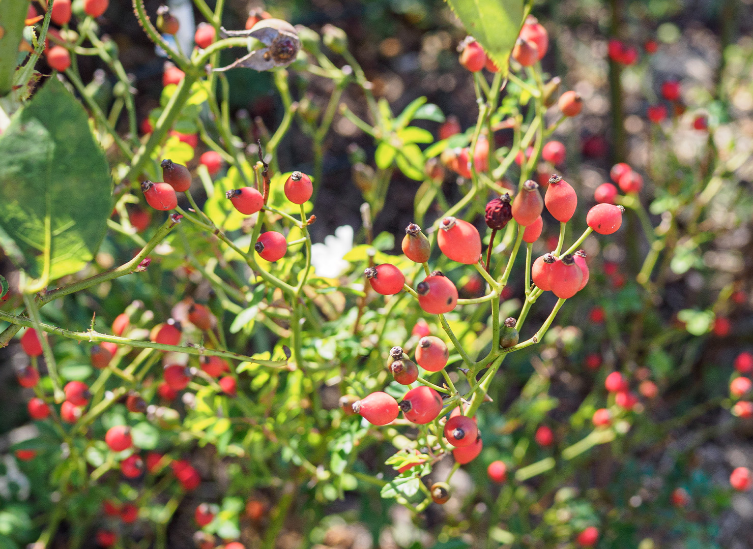 カカヤン – Kakayan | 姫野ばら園八ヶ岳農場