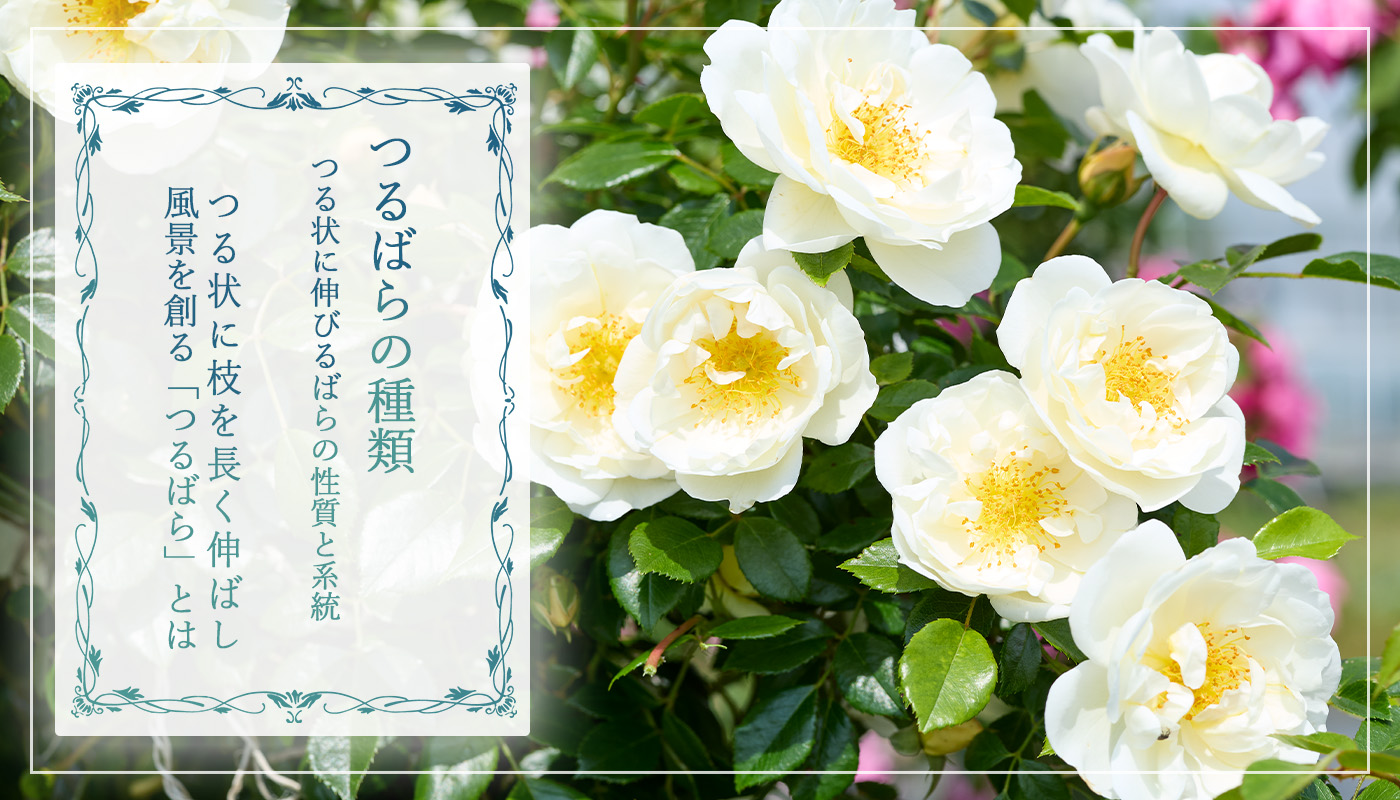 アルベリック バルビエ – Albéric Barbier | 姫野ばら園八ヶ岳農場