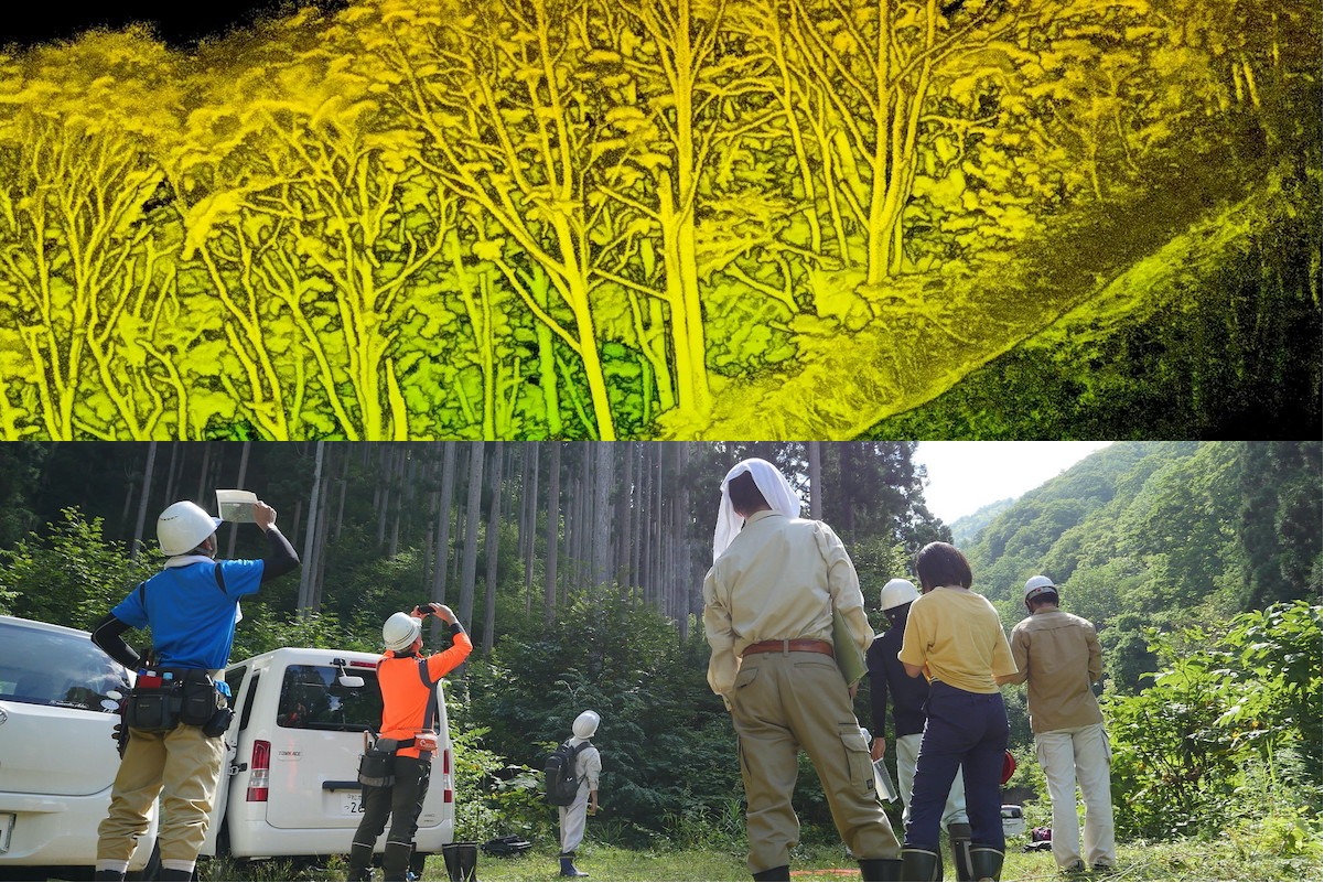 樹形や枝葉が3Dで鮮明に。最新のレーザ計測技術が捉える森の姿と