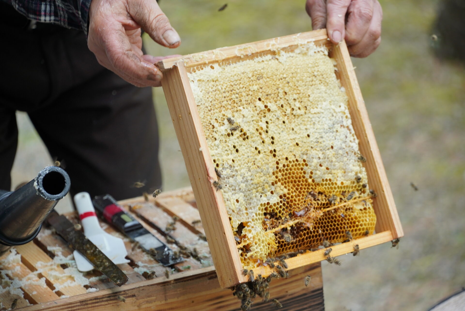 吉城日本みつばちの会 - HIDAICHI（ヒダイチ）飛騨市公式 食の情報サイト