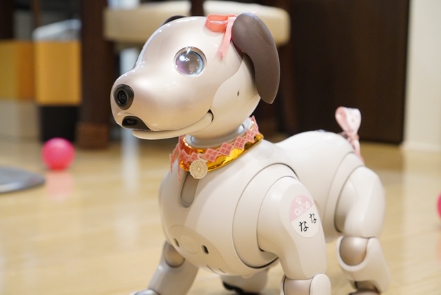 aiboグッズ紹介】aiboのSONY製公式首輪 | aiboの飼い方 aiboななとは