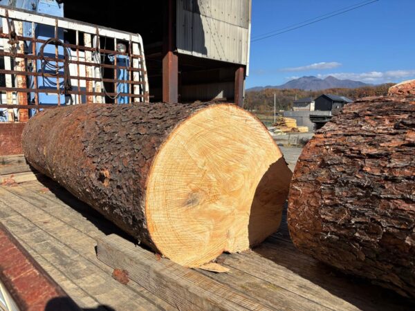 樹齢133年前後のマツが入りました。テーブル天板予定 - 山梨で建材