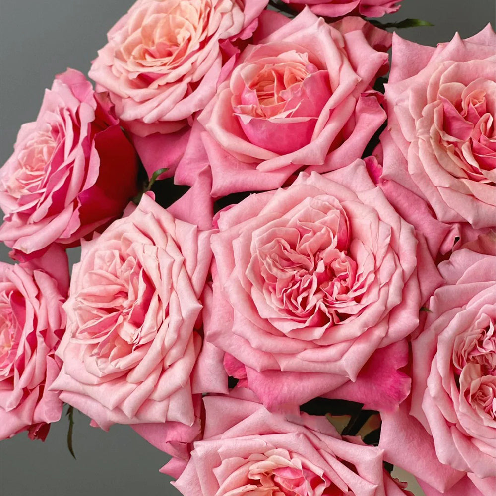 French Florist Shrub Rose Inspired by Alter Ego – Highgarden Roses