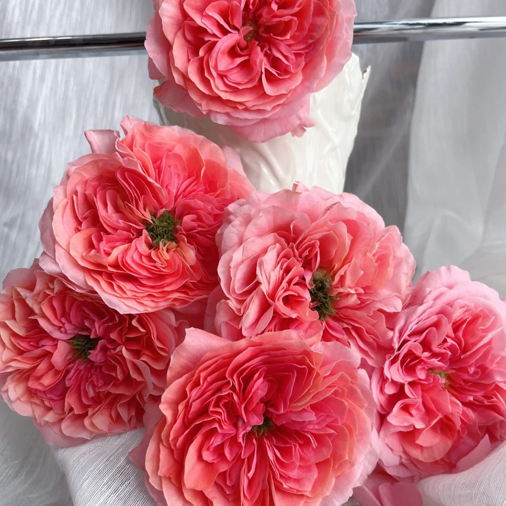 Candy X-Pression Dutch Florist Shrub Rose – Highgarden Roses