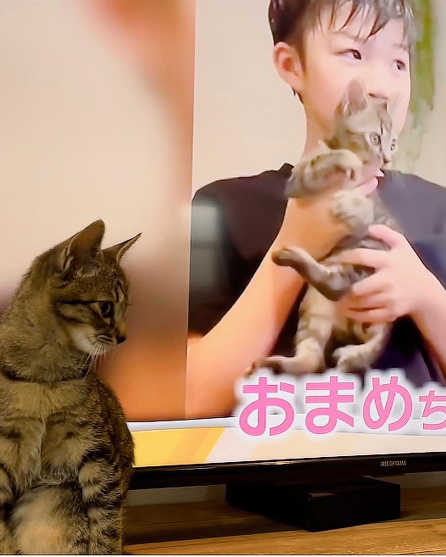 我が家のにゃんこ♪